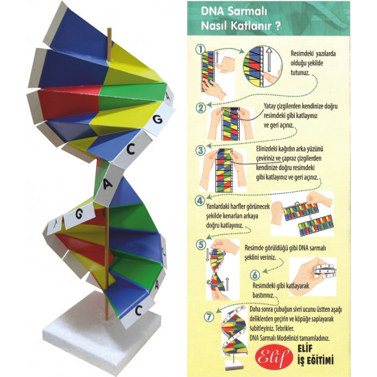 Karton DNA Sarmalı Modeli